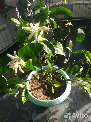 Продам комнатные плодоносящие Лимоны