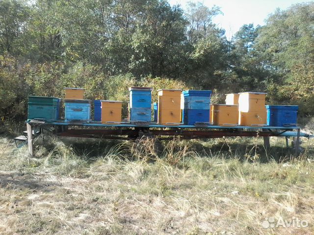 Продам пчеловодческий инвентарь купить на Зозу.ру - фотография № 1