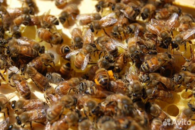 Продам пчелиные семьи купить на Зозу.ру - фотография № 2