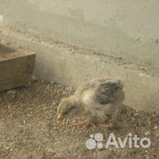 Цыплята "Брама" купить на Зозу.ру - фотография № 3