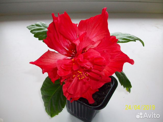 Гибискус (китайская роза)