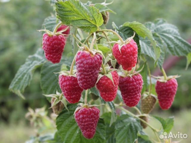 Малина ремонтантная