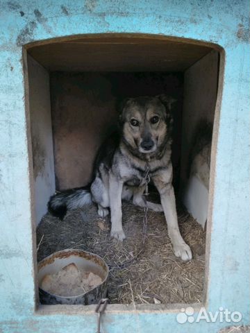 Собака-волчонок купить на Зозу.ру - фотография № 1