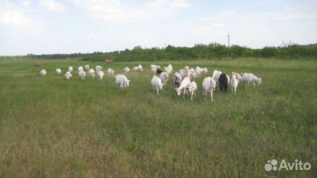 Козье молоко и продукция из козьего молока