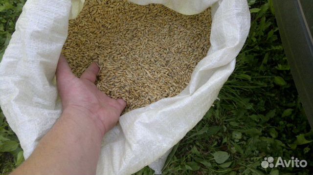 Пшеница, ячмень, горох, корм для животных купить на Зозу.ру - фотография № 3
