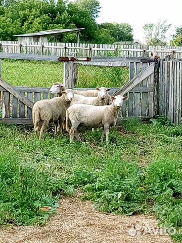 Овцы на Кардан байрам