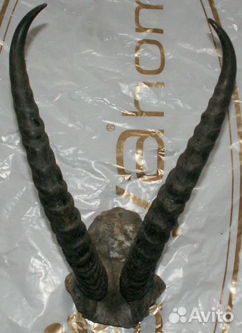 Рога животных СССР