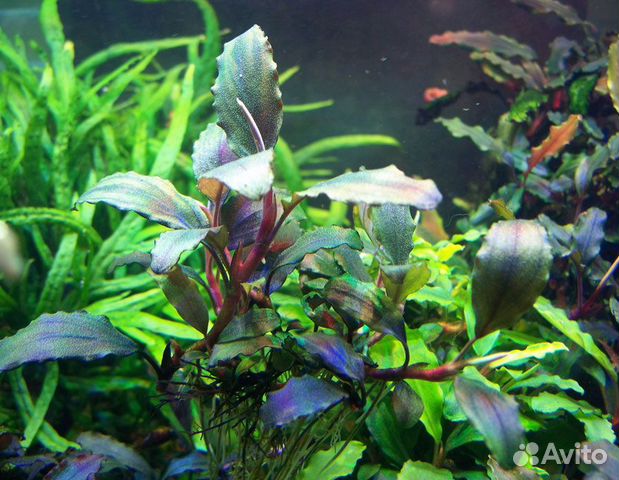 Буцефаландры, аквариумные растения купить на Зозу.ру - фотография № 1
