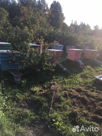 Домики с пчёлами купить на Зозу.ру - фотография № 4