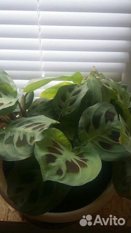 Маранта в наличии