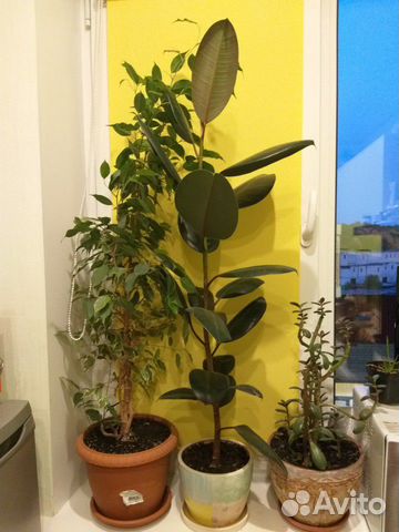 Фикус Фикус