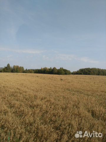 Овес фуражный урожай 2019 купить на Зозу.ру - фотография № 1