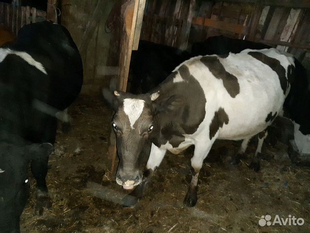 Продам 3 коровы купить на Зозу.ру - фотография № 3
