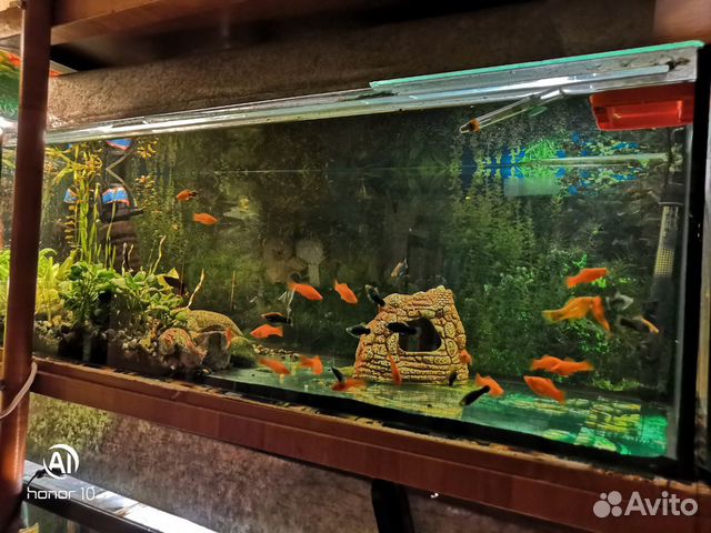 Продаются пять аквариумов с двумя стеллажами объём купить на Зозу.ру - фотография № 4