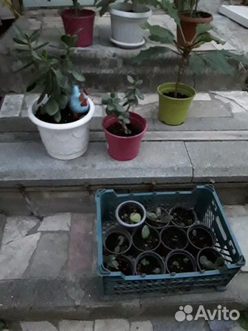 Денежное дерево(Толстянка)