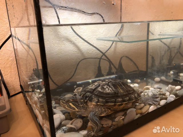 Черепаха + аквариум-черепашник купить на Зозу.ру - фотография № 4