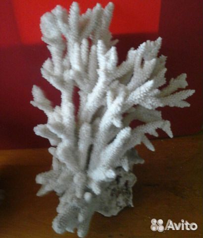 Продам морской натуральный коралл купить на Зозу.ру - фотография № 1