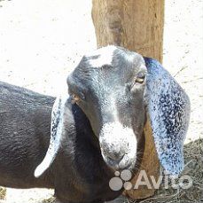Продаю молочных коз и козлят купить на Зозу.ру - фотография № 2