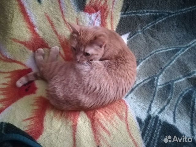 Кошечка ищет дом