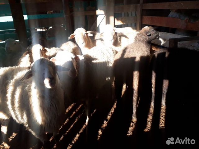 Овцы на хьакъикъат цена договарная купить на Зозу.ру - фотография № 5