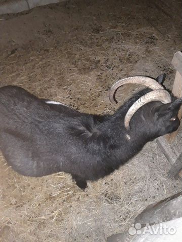 Животные, чёрные русские козы купить на Зозу.ру - фотография № 2