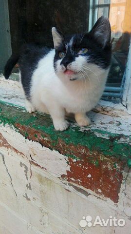 Котенок мальчик в добрые руки