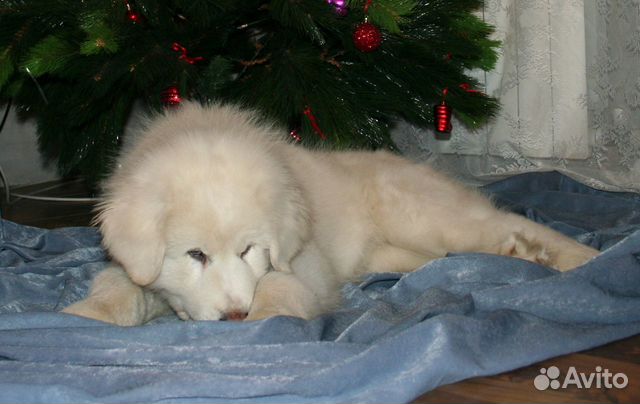 Большая перинейская горная собака - щенки купить на Зозу.ру - фотография № 5