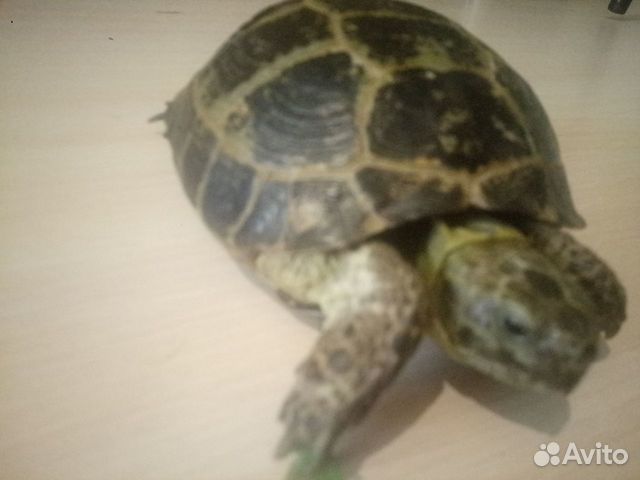 Черепаха сухопутная купить на Зозу.ру - фотография № 1