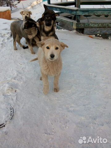 Собака Собака