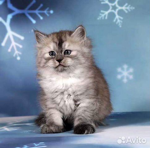 Сибирские породистые котята купить на Зозу.ру - фотография № 10