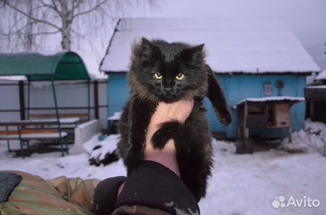 Продам кота купить на Зозу.ру - фотография № 1