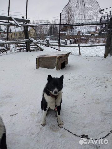 Собака русско-европейская лайка (сука) купить на Зозу.ру - фотография № 3