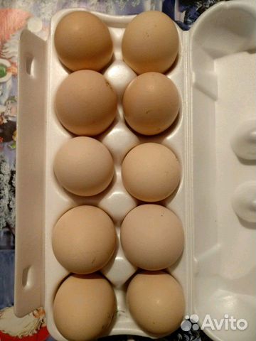 Инкубационное яйцо бройлеров и мясо-яичных кур купить на Зозу.ру - фотография № 2