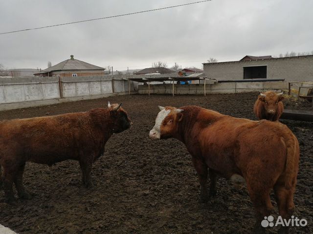 Продаются быки купить на Зозу.ру - фотография № 1
