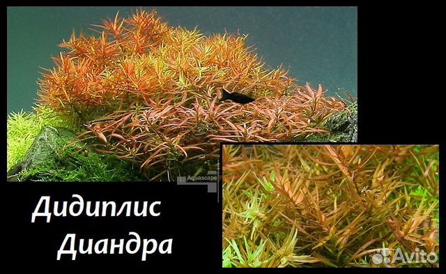Аквариумные растения купить на Зозу.ру - фотография № 9