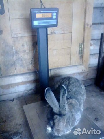 Кролики породы Бельгийский великан (фландр) купить на Зозу.ру - фотография № 1