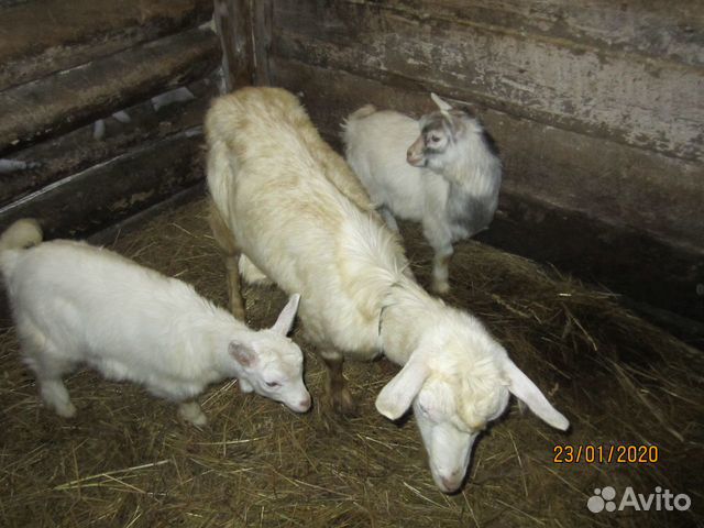 Зааненская коза с козлятами купить на Зозу.ру - фотография № 3
