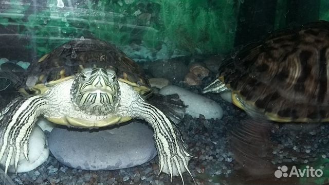 3 Красноухие черепахи с богатым приданым купить на Зозу.ру - фотография № 8