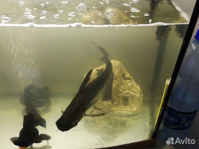 Обменяю акульего сома купить на Зозу.ру - фотография № 2