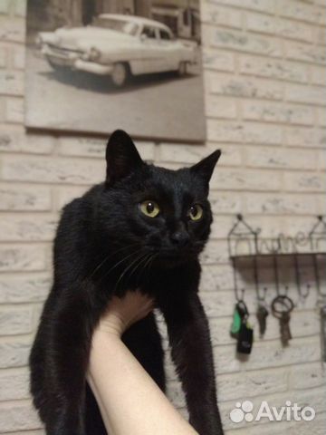 Кошечку в добрые руки купить на Зозу.ру - фотография № 1