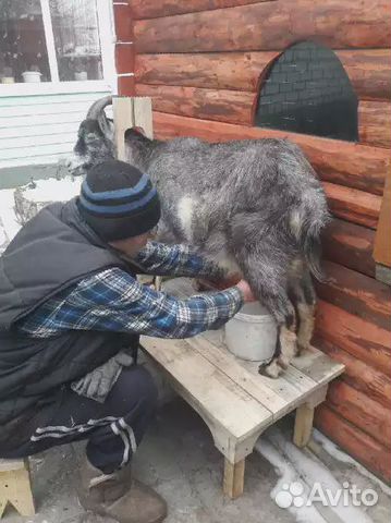 Станок для дойки коз купить на Зозу.ру - фотография № 5