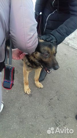 Собака Овчарка Потерявшаяся купить на Зозу.ру - фотография № 1
