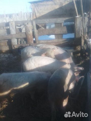 Поросята 5 мес купить на Зозу.ру - фотография № 4
