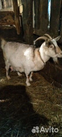 Продается коза 6500 сукочая купить на Зозу.ру - фотография № 2