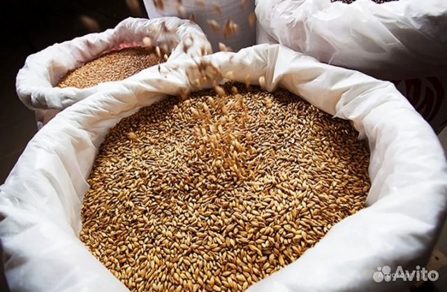 Пшеница в мешках купить на Зозу.ру - фотография № 3