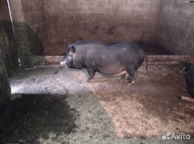 Вьетнамская свинка купить на Зозу.ру - фотография № 2