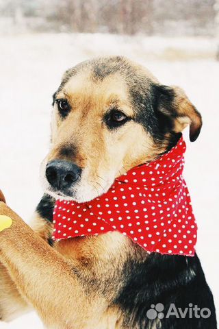 Собака Стенли Брамс в добрые руки бесплатно купить на Зозу.ру - фотография № 4