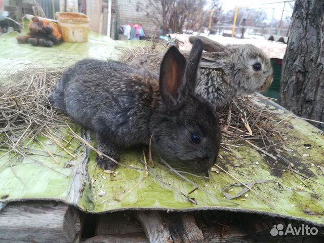Кролик купить на Зозу.ру - фотография № 4