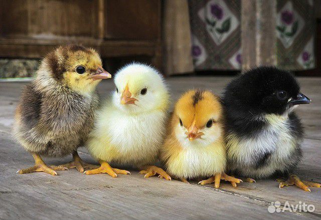40 цыплят купить на Зозу.ру - фотография № 1