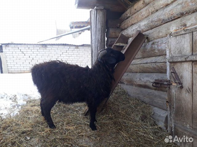 Баран, овца купить на Зозу.ру - фотография № 1